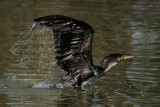 Cormorant taking off