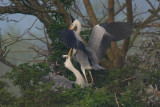Grey Herons nesting