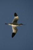 Avocet in flight