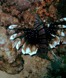 Lionfish1a.jpg