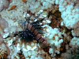 Lionfish2a.jpg