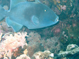 Blue Triggerfish.jpg