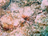 Clearfin Lionfish.jpg