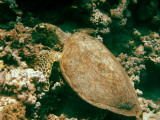 Turtle3.jpg