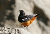 Mocking Cliff-Chat, male