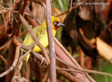 Northern Brown-throated Weaver, breeding male