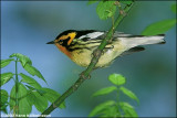 Parulidae (wood warblers)