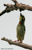 Coppersmith Barbet, adult