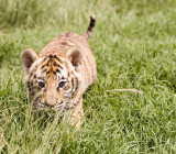 tiger cub 2 .jpg