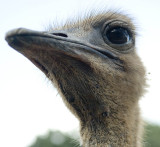 osterage head.jpg