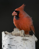 Male  Cardinal 1 .jpg