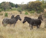 zebraP6064058.jpg