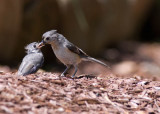 Titmouse D2X1474.jpg