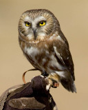 mini owl1.jpg