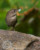 _DSC00149559wren.jpg