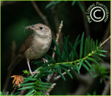 _DSC01529459wren.jpg