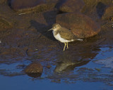 Piro-piro piccolo - actitis hypoleucos