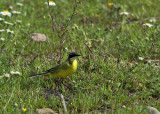 cutrettola - motacilla flava feldegg