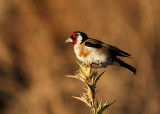 Cardellino - c.carduelis