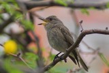 Pigliamosche - Muscicapa striata