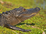 alligator (Alligator mississippiensis)