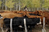 Cattle drive 