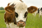 Cows - Portraits -