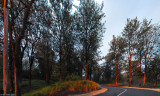 ohia at sunset