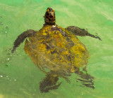 green sea turtle