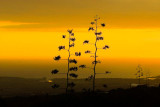 sunset silhouette