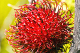 rambutan