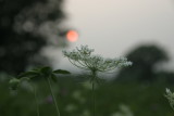 IMG_2216. Queen Annes Lace at Sunset