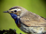 Blhake<br> Bluethroat<br> Luscinia svecica