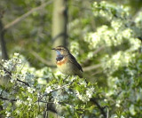 Blhake<br> Bluethroat<br> Luscinia svecica