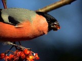 Domherre<br> Bullfinch<br> Pyrrhula pyrrhula