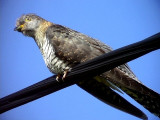 Gk, Cuckoo, Cuculus canorus