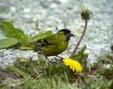 Grnsiska<br> Siskin<br> Carduelis spinus