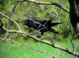 Korp<br> Raven<br> Corvus corax