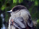 Lavskrika<br>Perisoreus infaustus<br>Siberian Jay