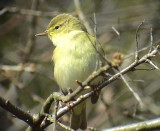 Lvsngare<br> Phylloscopus trochilus<br> Willow Warbler