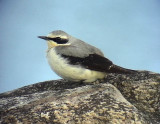 Stenskvtta<br> Oenanthe oenanthe<br> Northern Wheatear