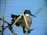 Smalnbbad simsnppa<br> Red-necked Phalarope<br> Phalaropus lobatus