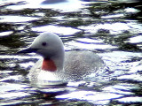 Smlom, Gavia stellata, Red-throated Loon (Red-throated Diver)