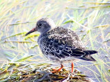 Skrsnppa<br> Purple Sandpiper<br> Calidris maritima