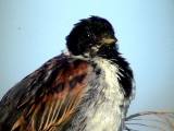 Svsparv<br> Emberiza schoeniclus<br> Common Reed Bunting (Reed Bunting)
