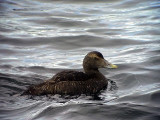 Ejder<br> Eider<br> Somateria mollissima