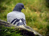 Tamduva<br> Columba livia (domest.)<br> Feral Pigeon