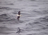 Stormfgel<br> Fulmarus glacialis<br> Northern Fulmar