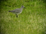 Kustpipare<br> Grey plover<br> Pluvialis squatarola