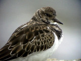 Roskarl<br> Ruddy Turnstone<br> Arenaria interpres